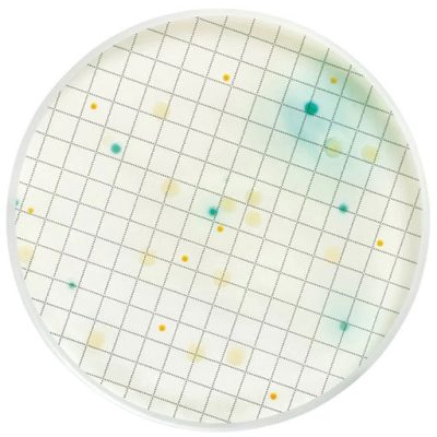 محیط کشت هکتون انتریک آگار  ایبرسکو  گرید آزمایشگاهی